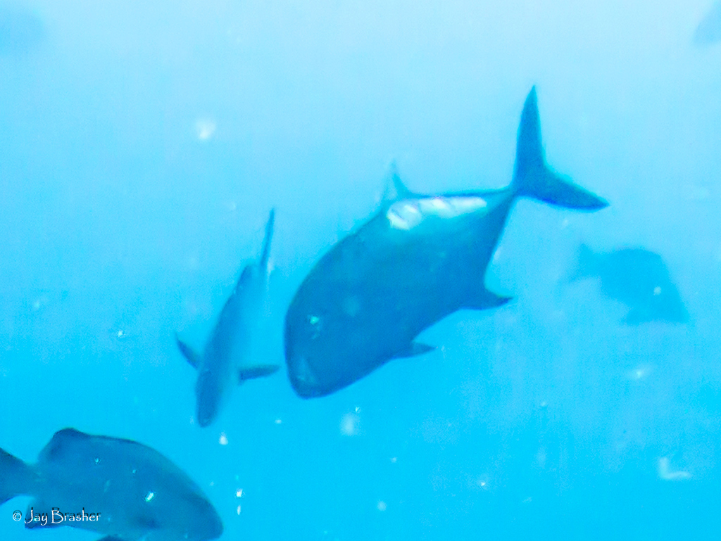 Giant trevally in open blue water on a reef, with other trevally nearby