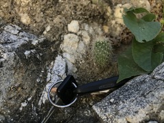 Mammillaria phitauiana