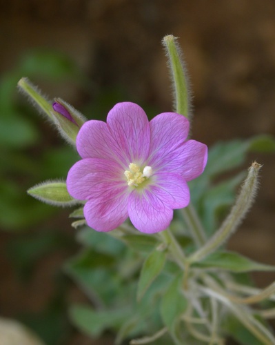 Great Willowherb