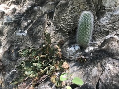 Mammillaria phitauiana
