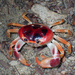 Blackback Land Crab - Photo (c) Don Loarie, some rights reserved (CC BY), uploaded by Don Loarie