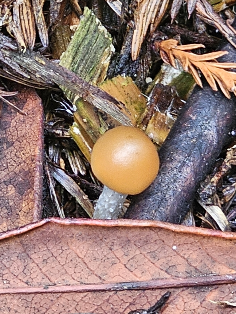 Psilocybe allenii · November 2025 · photo: © hermit_crab_hierarchy (iNaturalist, cc-by)