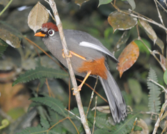 Pterorhinus mitratus major