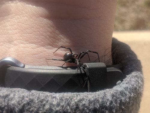 Southern black widow
