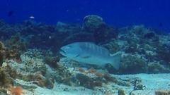 Lutjanus cyanopterus