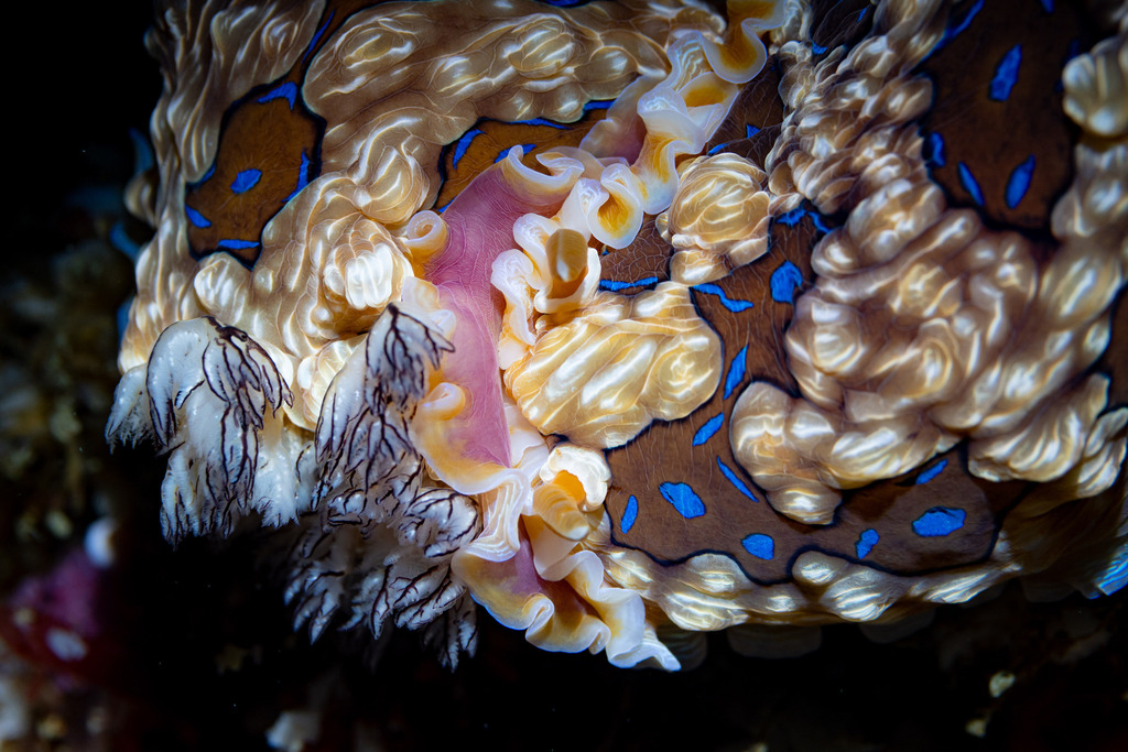 Dendrodoris gunnamatta