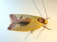 Ageletha