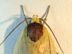 Ageletha