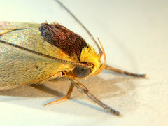 Ageletha