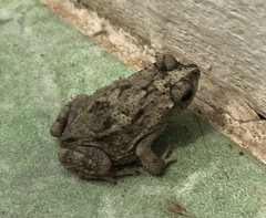 Rhinella granulosa