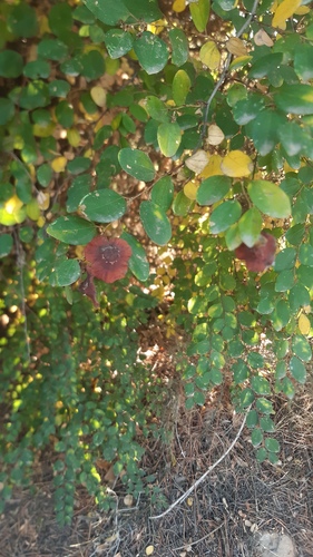 Jerusalem Thorn