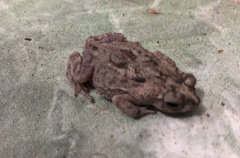 Rhinella granulosa