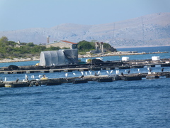 Gulosus aristotelis desmarestii