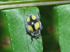 Epilachna colombiana