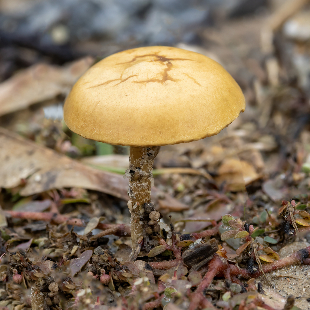 Agrocybe pediades · November 2025 · photo: © kodiakgarden (iNaturalist, cc0)