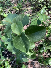 Tinospora tenera