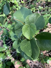 Tinospora tenera