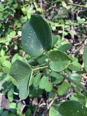 Tinospora tenera