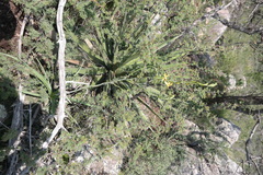 Echeandia mexicana