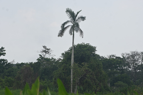 yagua (Roystonea dunlapiana)