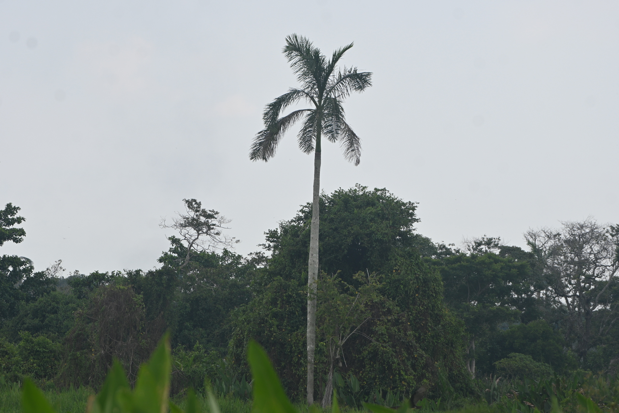 Yagua (Roystonea dunlapiana)