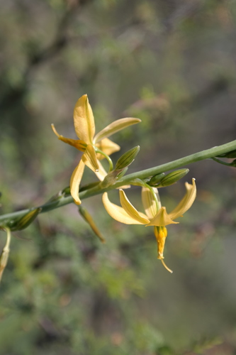 Image of Echeandia mexicana by (c) Leonardo O. Alvarado Cárdenas, some rights reserved (CC BY)