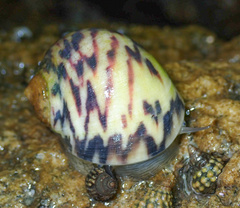 Nerita peloronta