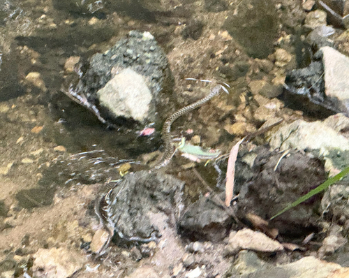 Common keelback sighting