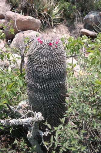 Image of Mammillaria polythele by (c) Leonardo O. Alvarado Cárdenas, some rights reserved (CC BY)