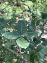 Strychnos madagascariensis