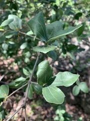 Strychnos madagascariensis