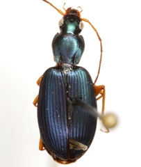 Agonum extensicolle
