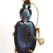 Agonum extensicolle - Photo (c) Mike Quinn, Austin, TX, some rights reserved (CC BY-NC)