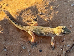 Algerian Wall Gecko photo 4