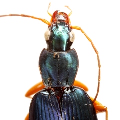 Agonum extensicolle