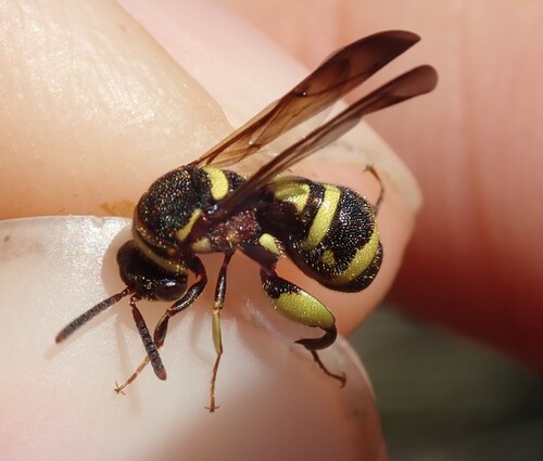 Leucospis brevicauda