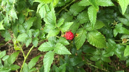 Rubus rosifolius observed 2025-09-28