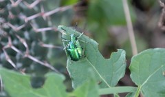 Metopoceris alternans