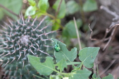 Metopoceris alternans