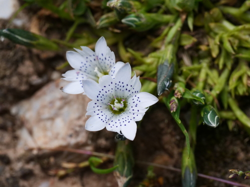Blue-Dotted Gentian (Gentiana leucomelaena)