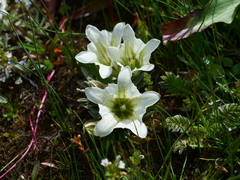 Gentiana straminea