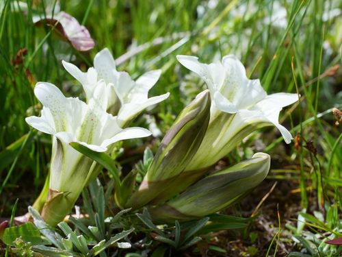 Gentiana straminea, photograph 1