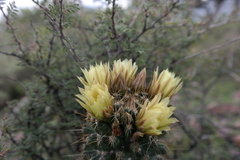 Coryphantha octacantha