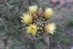 Coryphantha octacantha