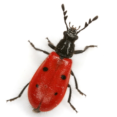 Pelonides quadripunctata