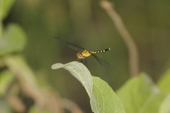 Erythrodiplax fervida