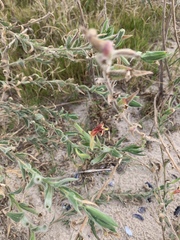 Oenothera mollissima