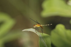 Erythrodiplax fervida