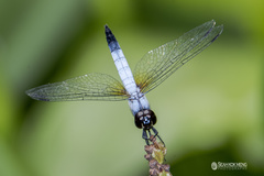 Aethriamanta gracilis