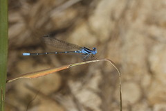 Argia gaumeri